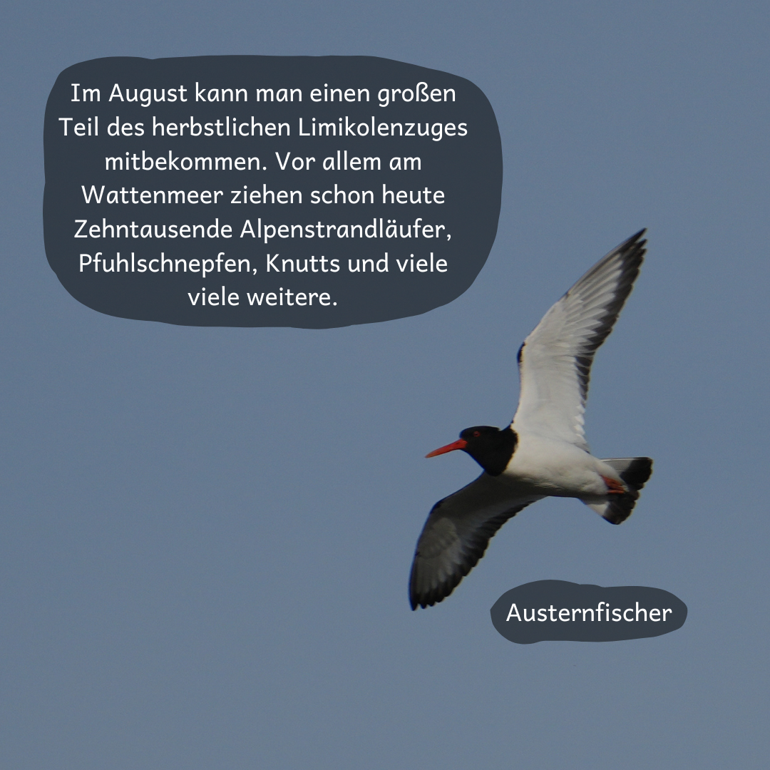 Austernfischer