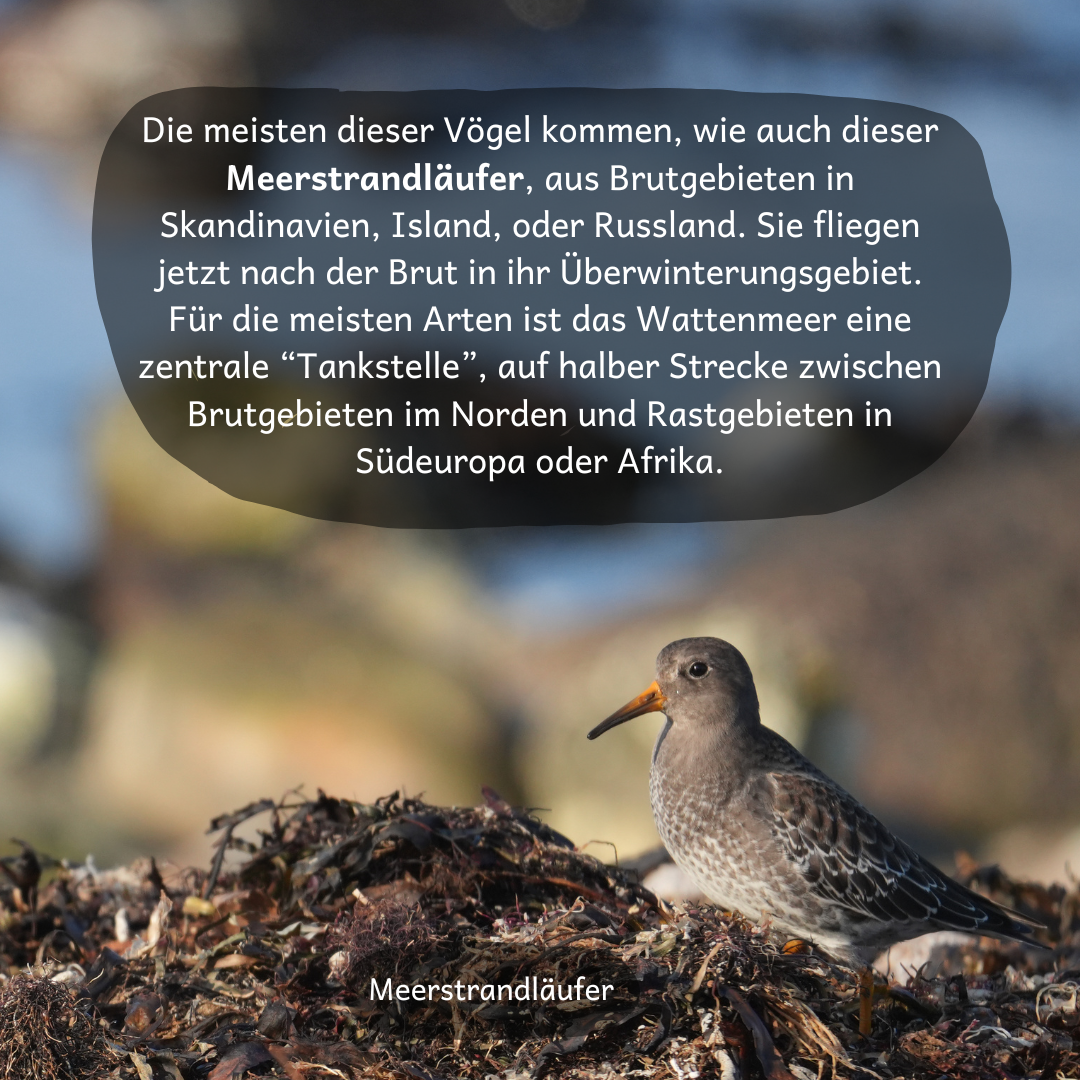 Meerstrandläufer