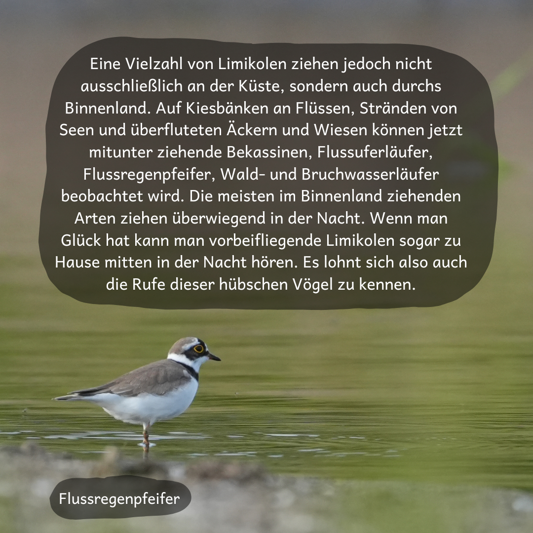 Flussregenpfeifer