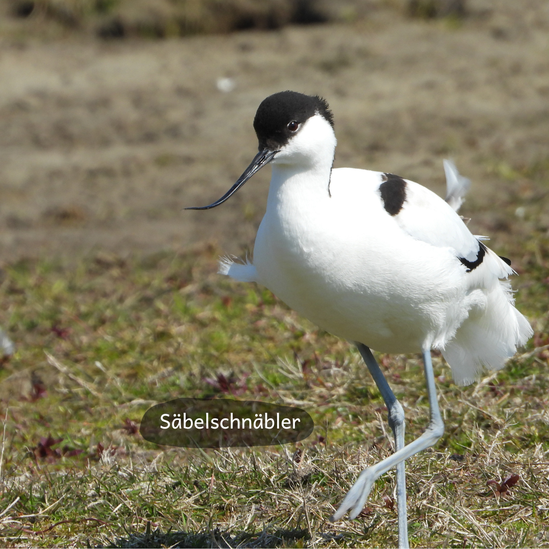 Säbelschnäbler