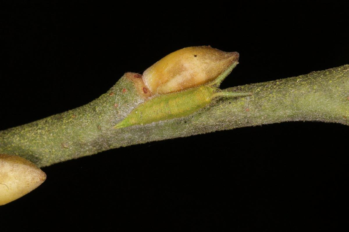 Großer Schillerfalter (Apatura iris): Überwinterung der Raupe, Foto: Rolf Kirch