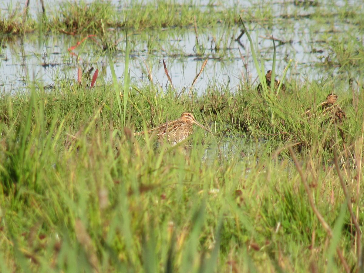 Bekassine (Gallinago gallinago)