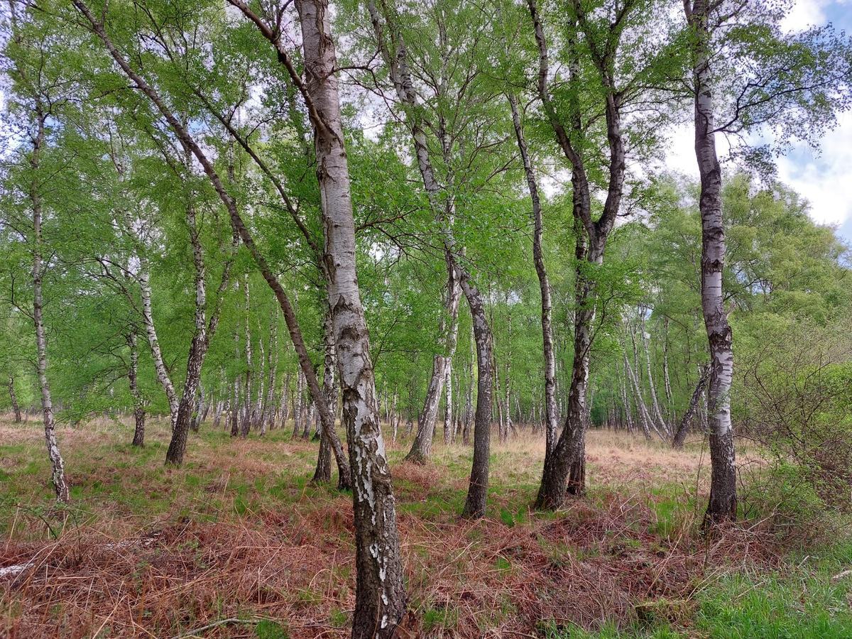 Birkenwald