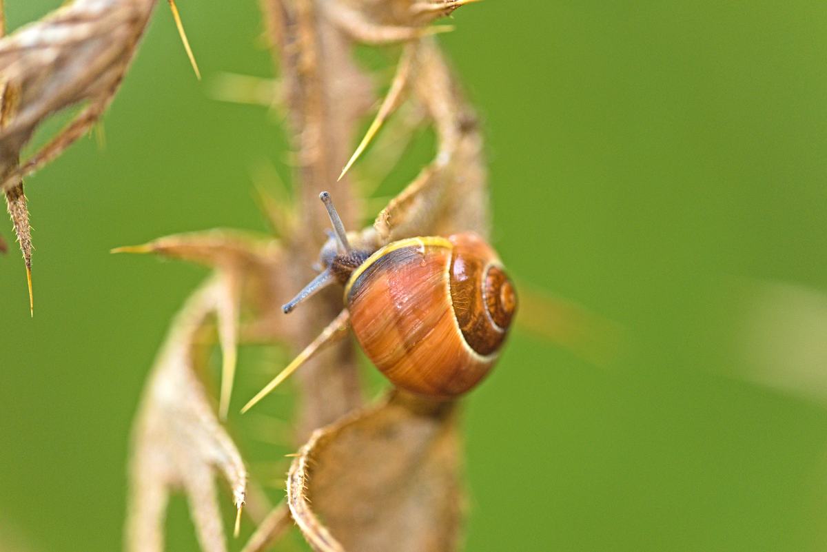 Eine kleine Schnecke an einer vertrockneten Distel