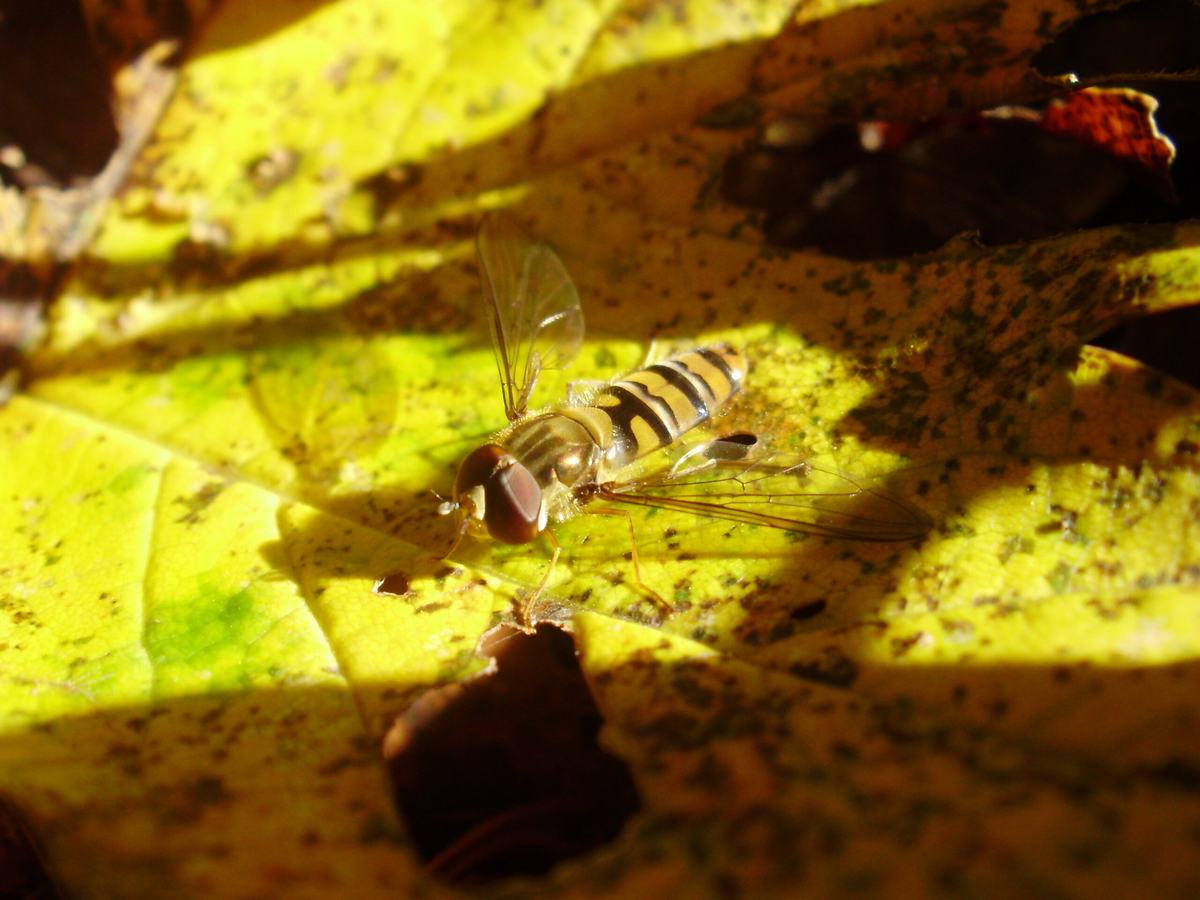 Hainschwebfliege, Episyrphus balteatus, Foto: Gerrit