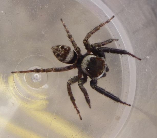 Gewächshausspringspinne (Hasarius adansoni), Männchen; Foto: Jonathan