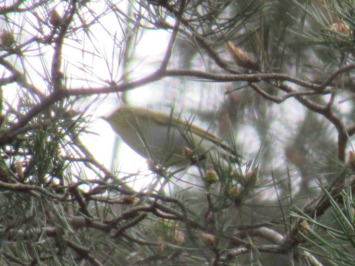 Waldlaubsänger (Phylloscopus sibilatrix)