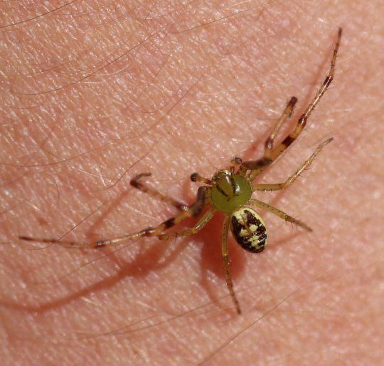 Krabbenspinne (Diaea livens)