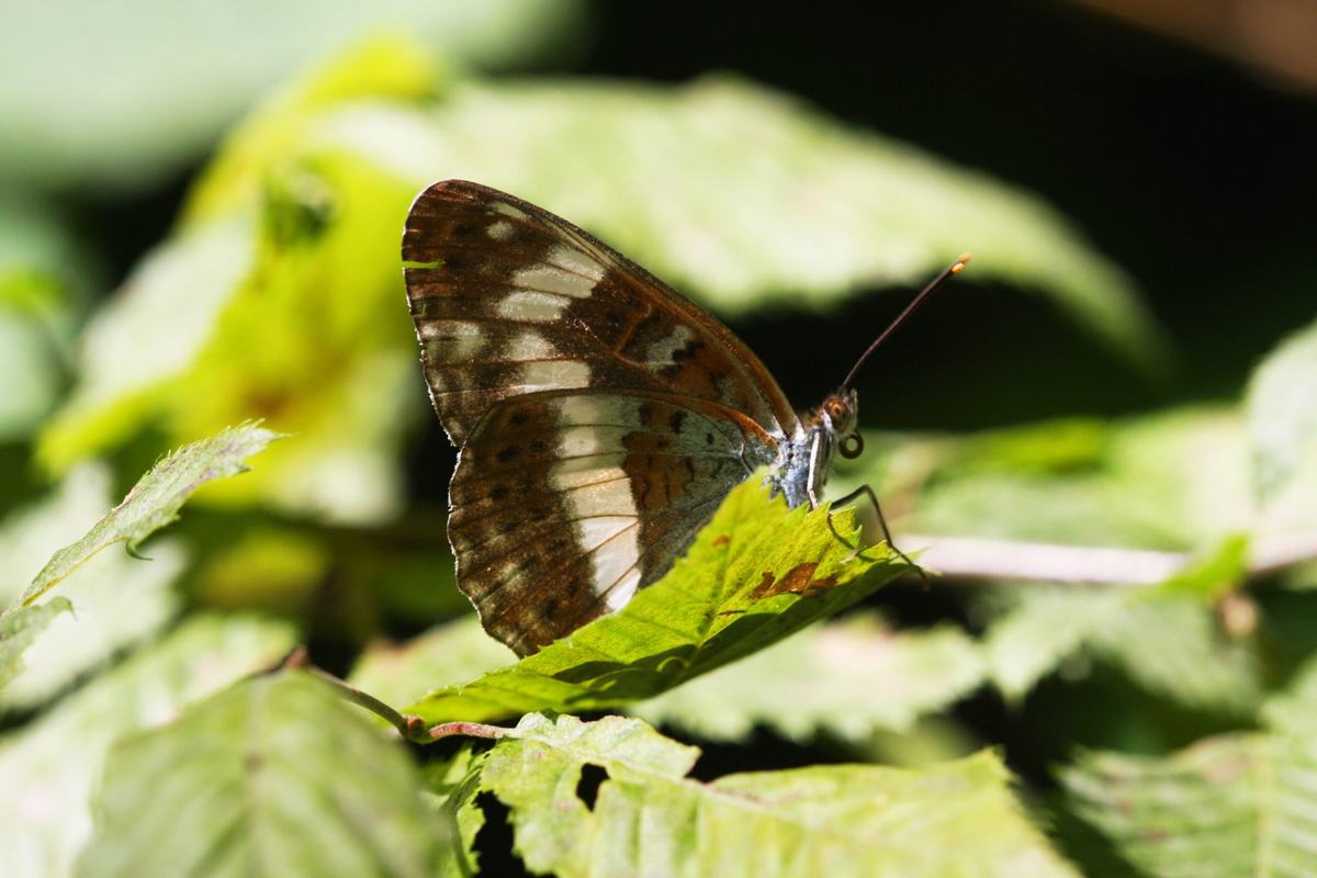 Kleiner Eisvogel (Limenitis camilla), Foto: David Singer