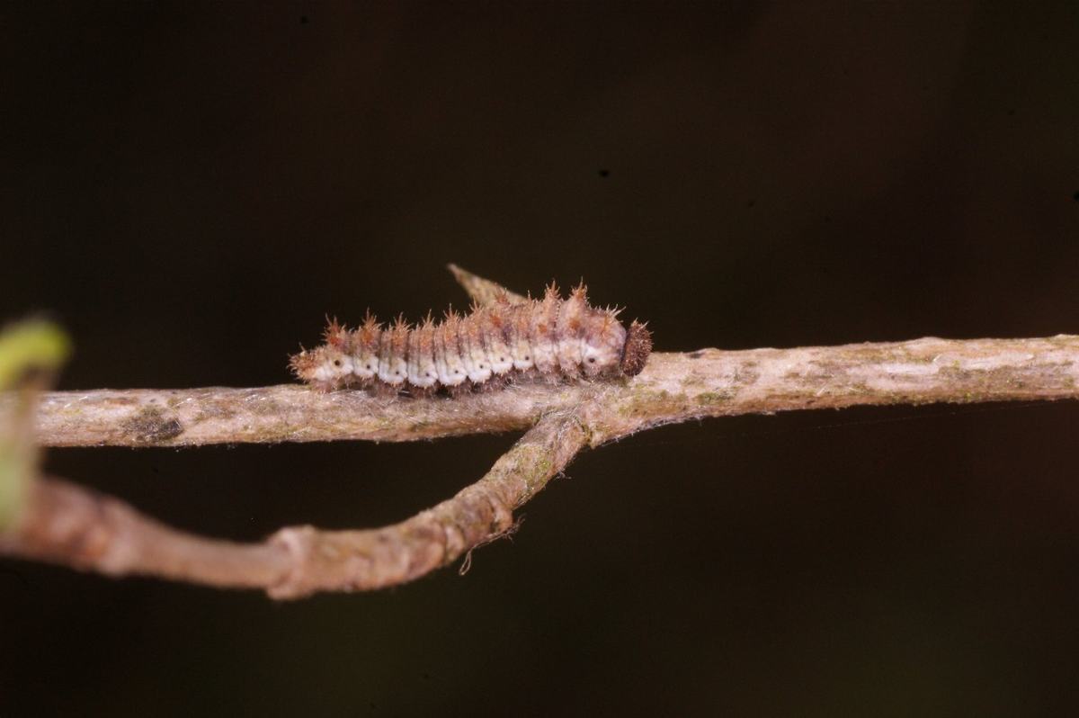 Kleiner Eisvogel (Limenitis camilla): Raupe, Foto: Rolf Kirch