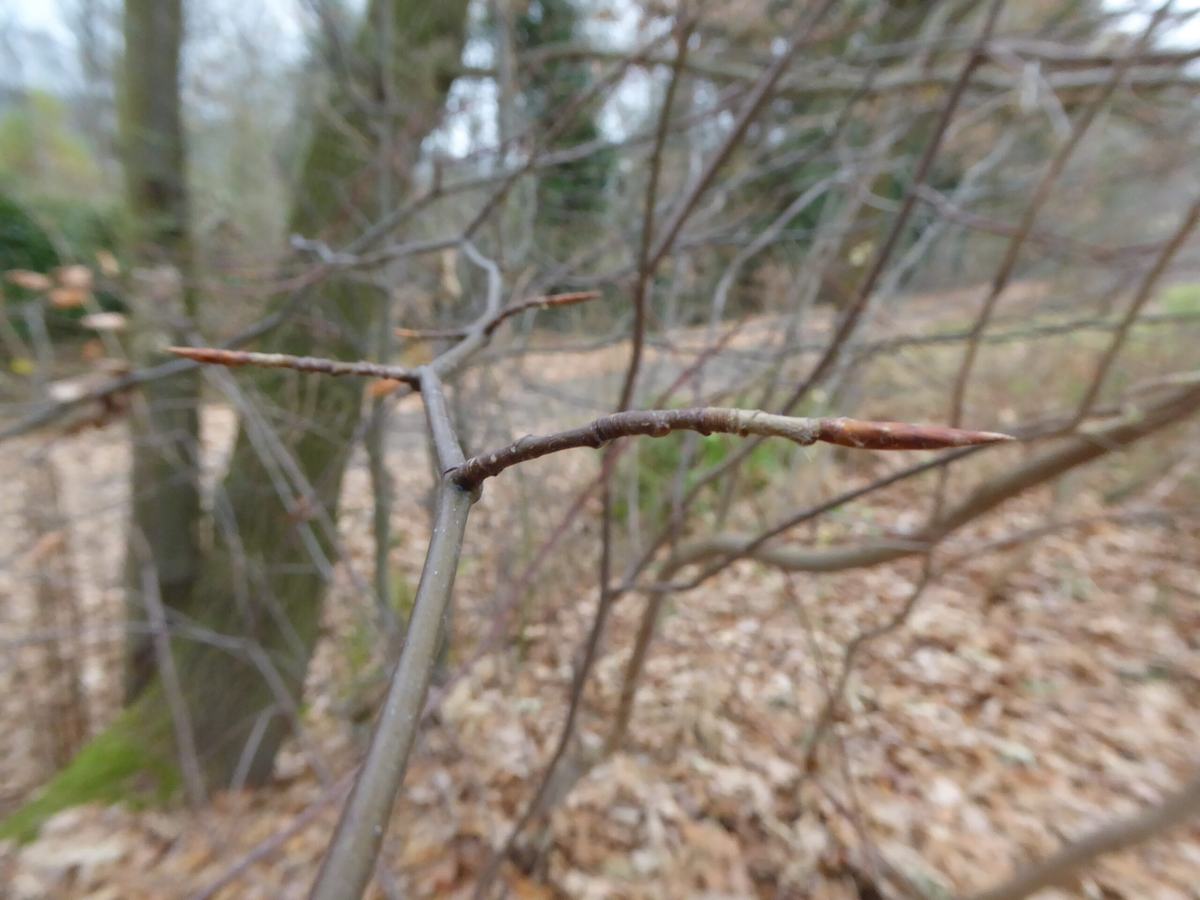 Die lang zugespitzten Knospen der Rotbuche sind unverwechselbar! Foto: Clara