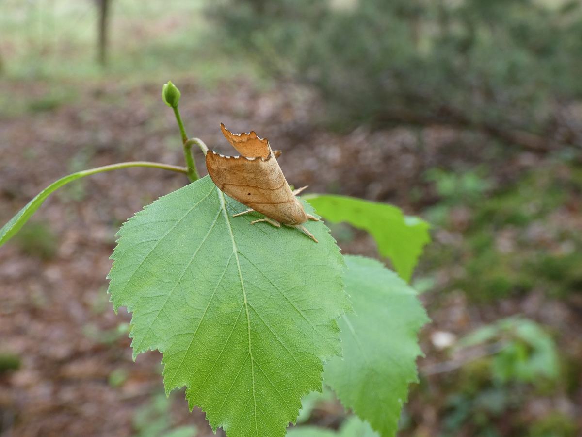Birken-Sichelflügler (Falcaria lacertinaria)