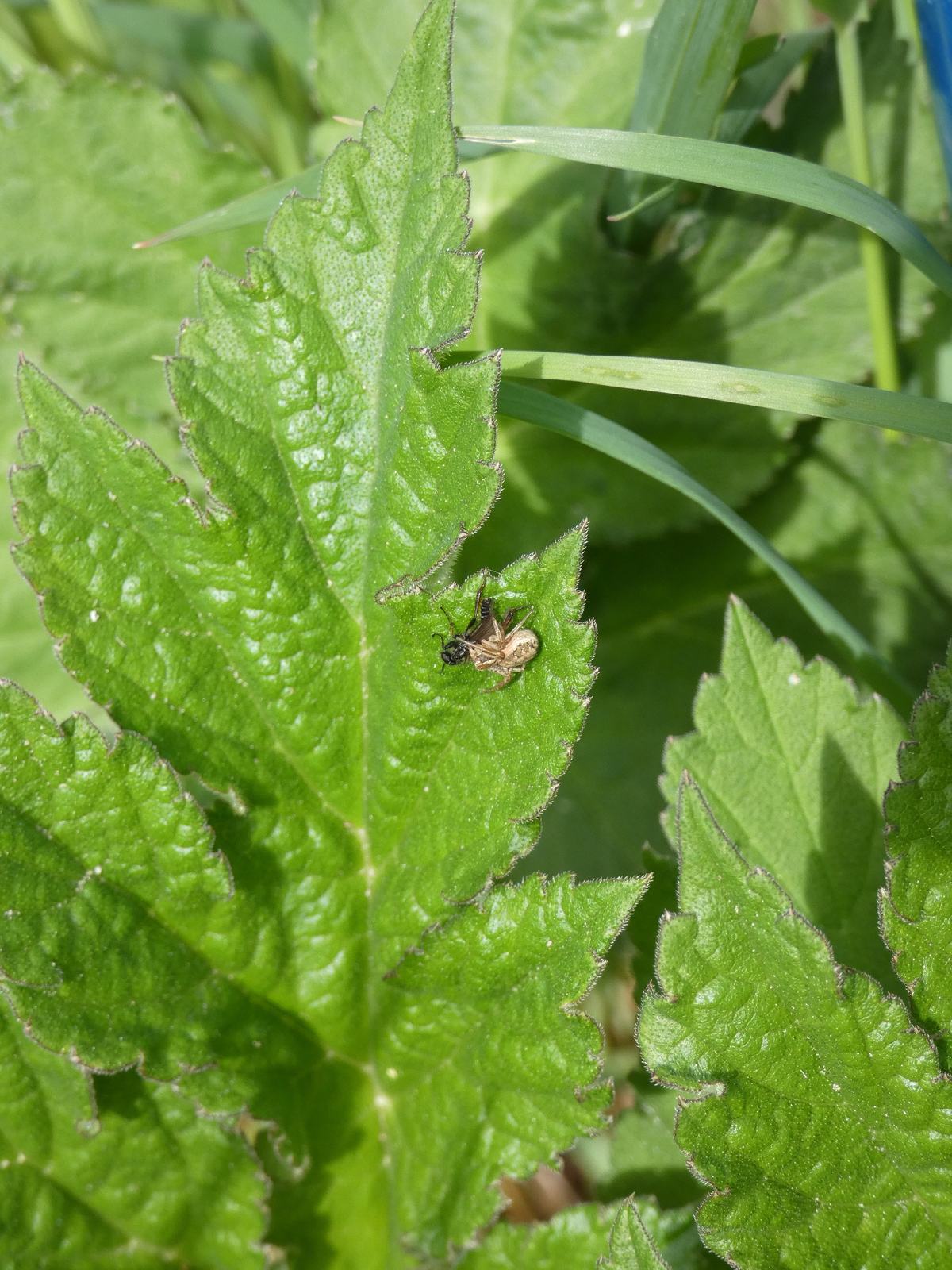 Krabbenspinne (Xysticus sp.)