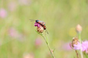 Sechsfleck-Widderchen (Zygaena filipendulae)