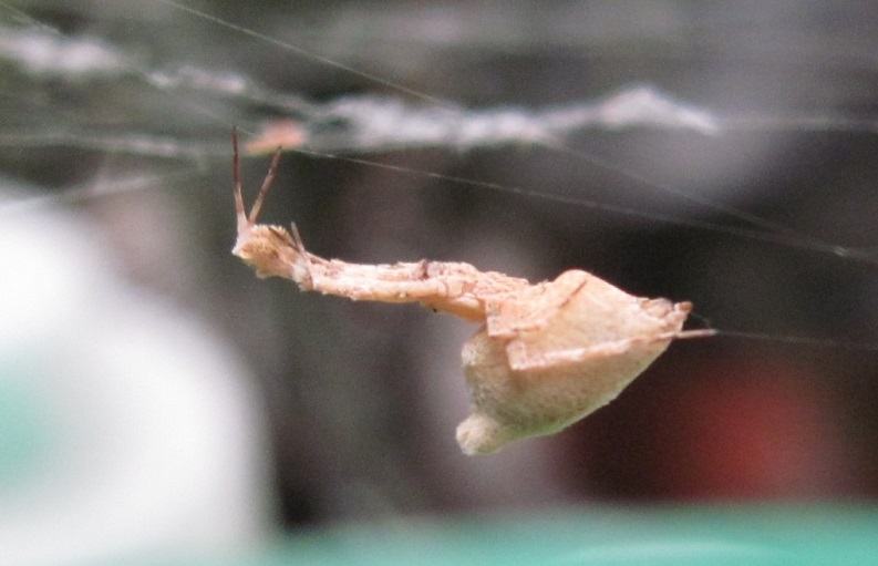 Die Federfußspinne (Uloborus plumipes) ist auf den ersten Blick gar nicht so einfach als Spinne erkennbar! Foto: Jonathan