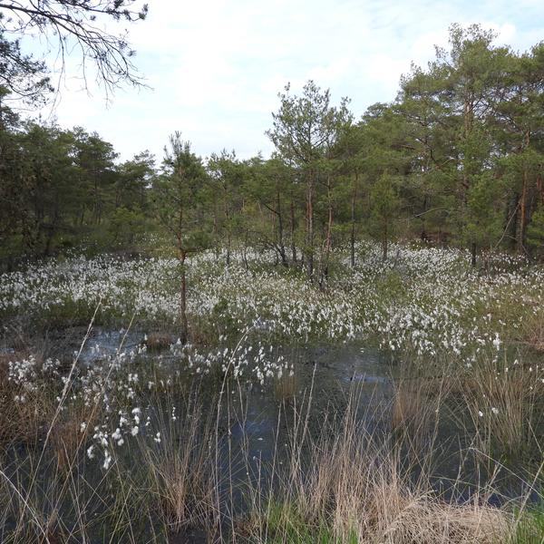 Das scheidige Wollgras Eriophorum vaginatum