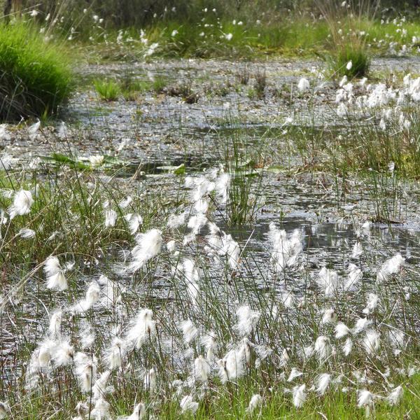Das Schmalblättrige Wollgras Eriophorum angustifolium