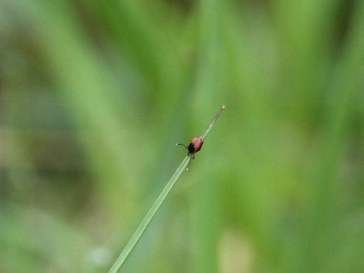 Hirschzecke (Ixodes scapularis)