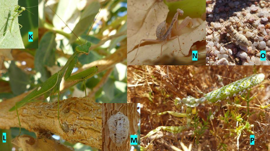 egypt_mantis