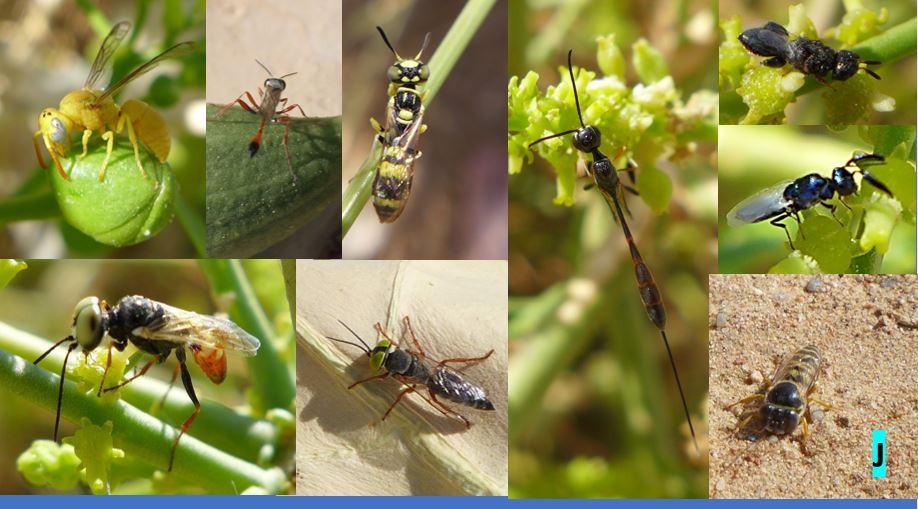 egypt_wasps