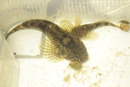 Baltische Groppe (Cottus microstomus)