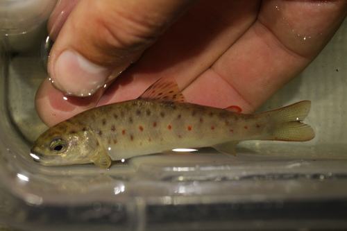 Bachforelle (Salmo trutta fario)