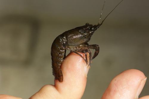 Kamberkrebs (Faxonius limosus)