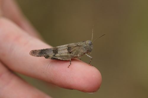 Blauflügelige Ödlandschrecke (Oedipoda caerulescens)
