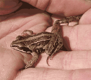 Moorfrosch