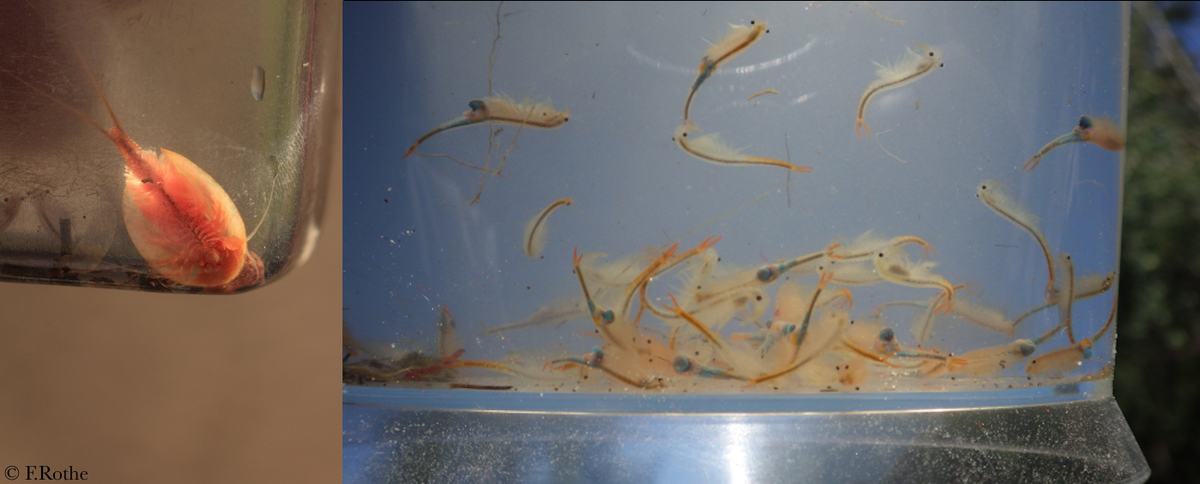 Sommer-Rückenschaler (Triops cancriformis, links) und Sommer-Feenkrebs (Branchipus schaefferi, rechts)