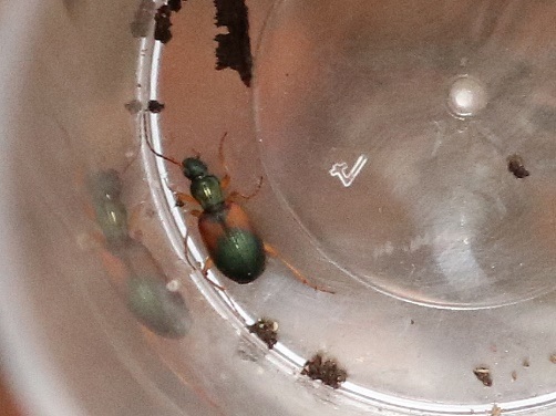 <p data-block-key="qftkq">Buntfarbener Putzläufer (<i>Anchomenus dorsalis</i>)</p>