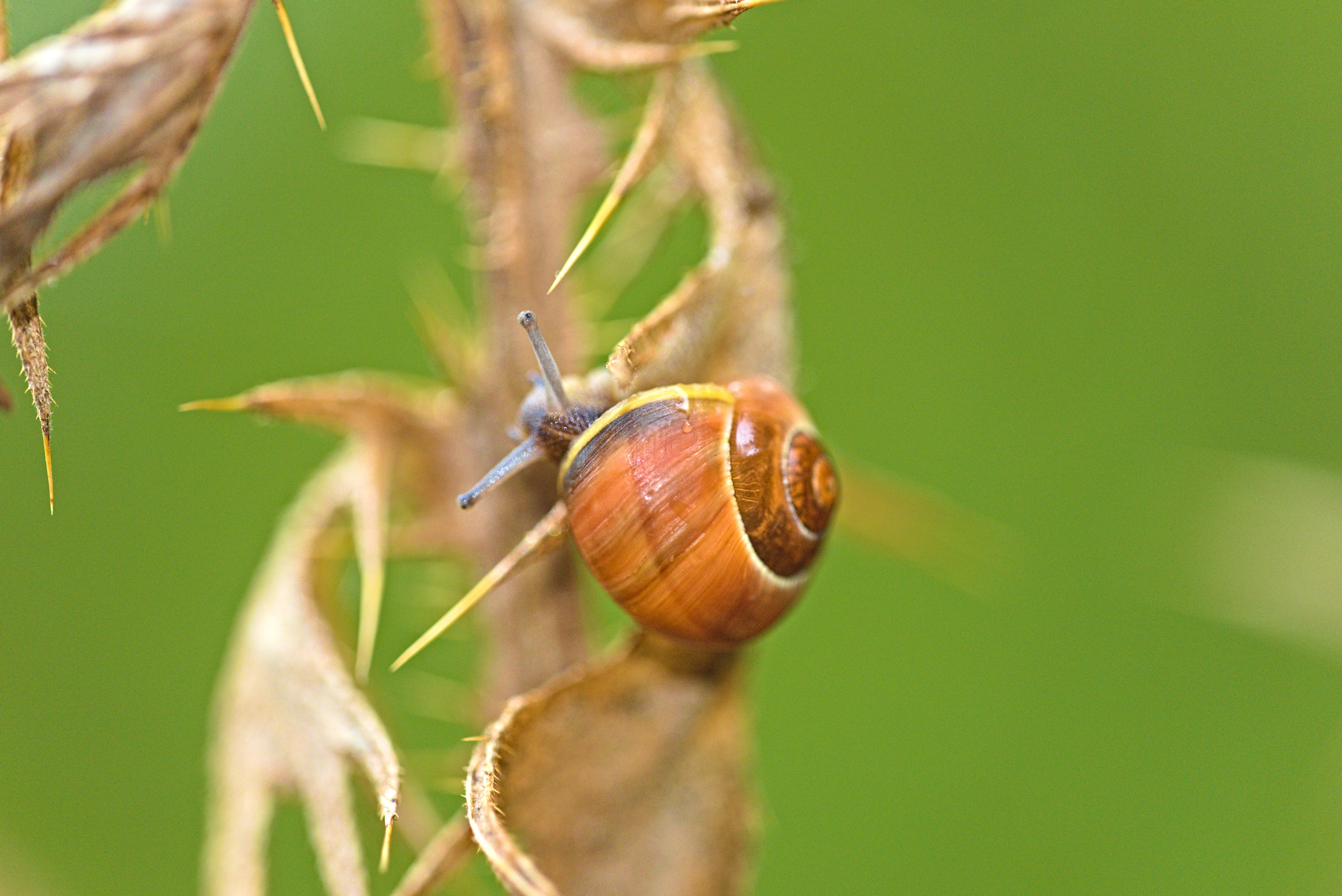 Eine kleine Schnecke an einer vertrockneten Distel Copyright by .