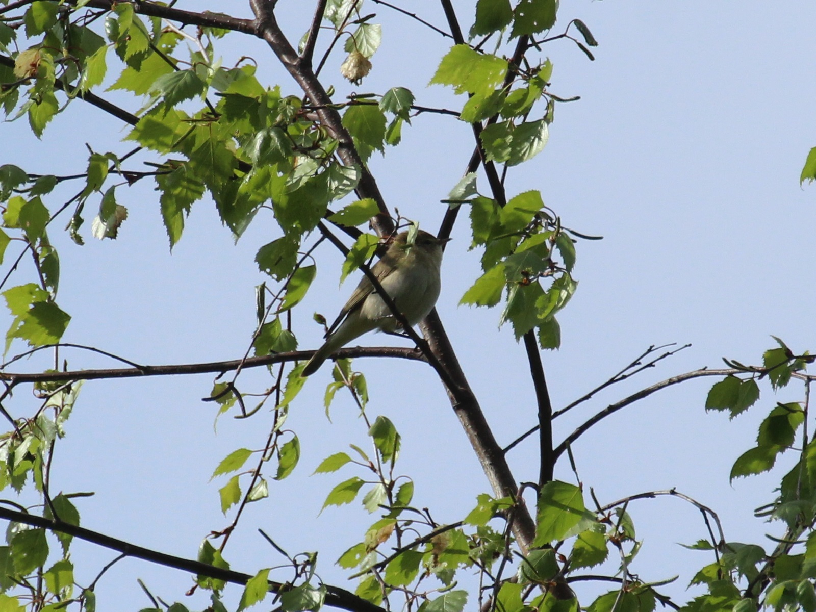 Fitis (Phylloscopus trochilus) Copyright by .