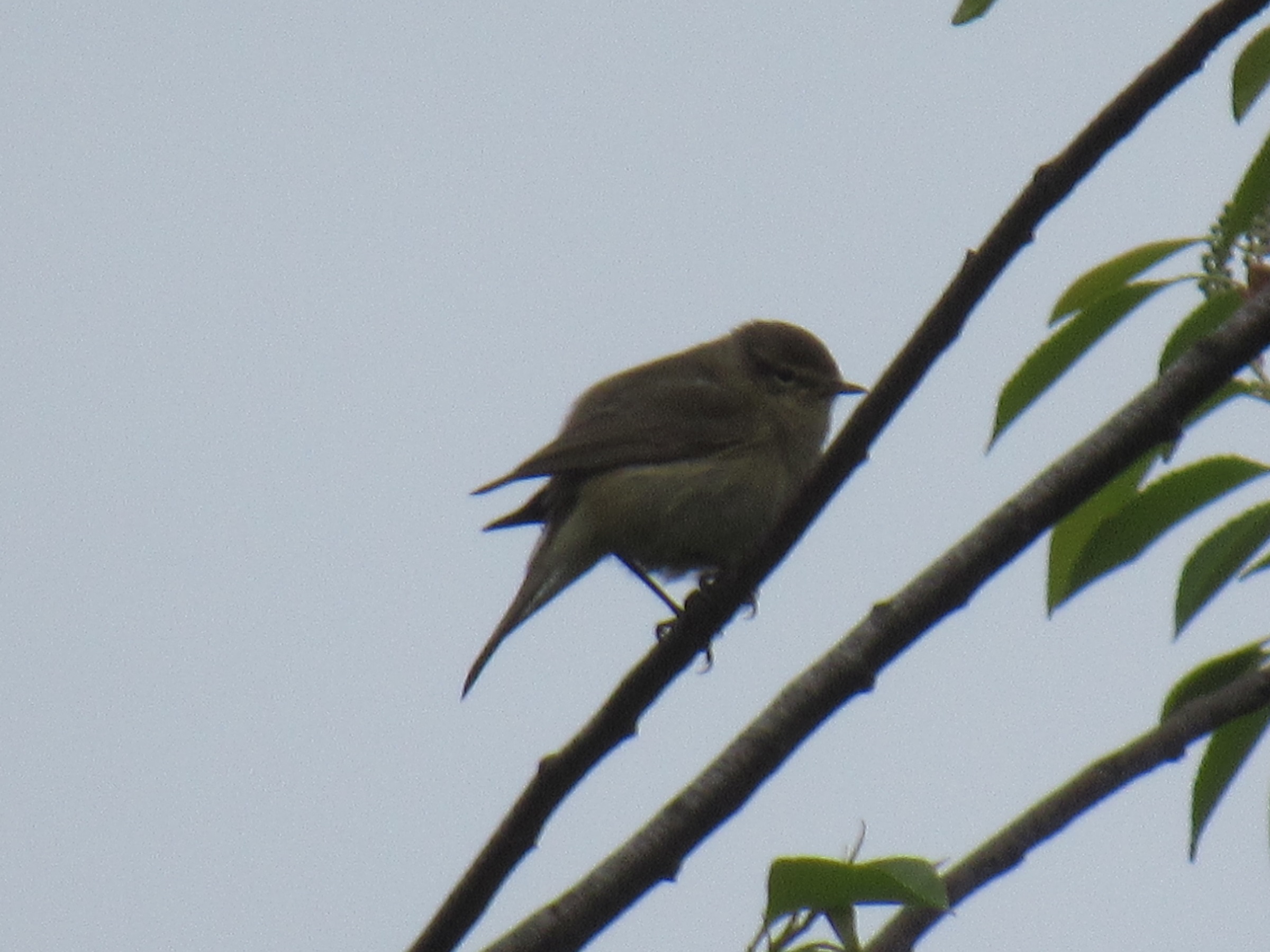 Zilpzalp (Phylloscopus collybita) Copyright by .