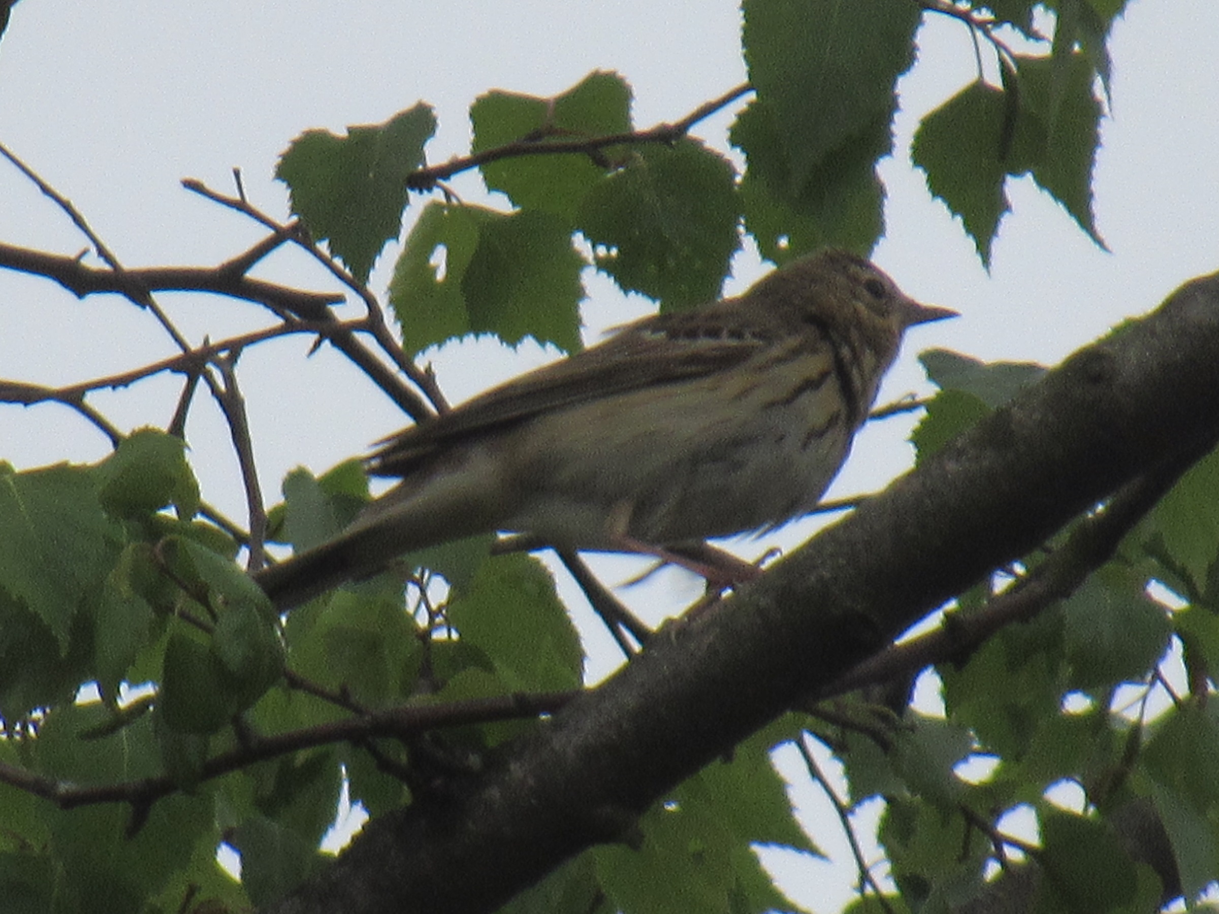 Baumpieper (Anthus trivialis) Copyright by .