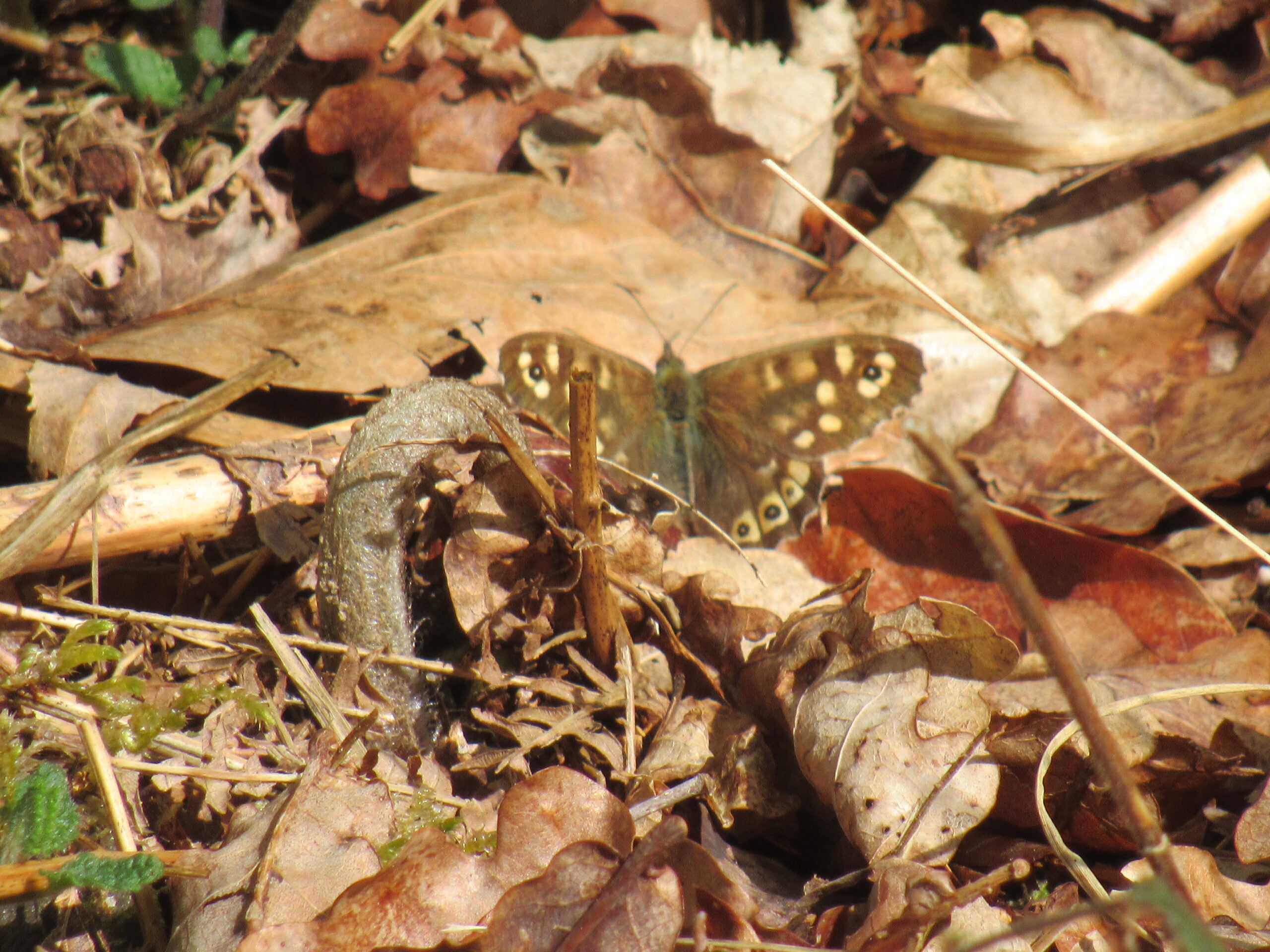 Waldbrettspiel (Pararge aegaria tircis) Copyright by .