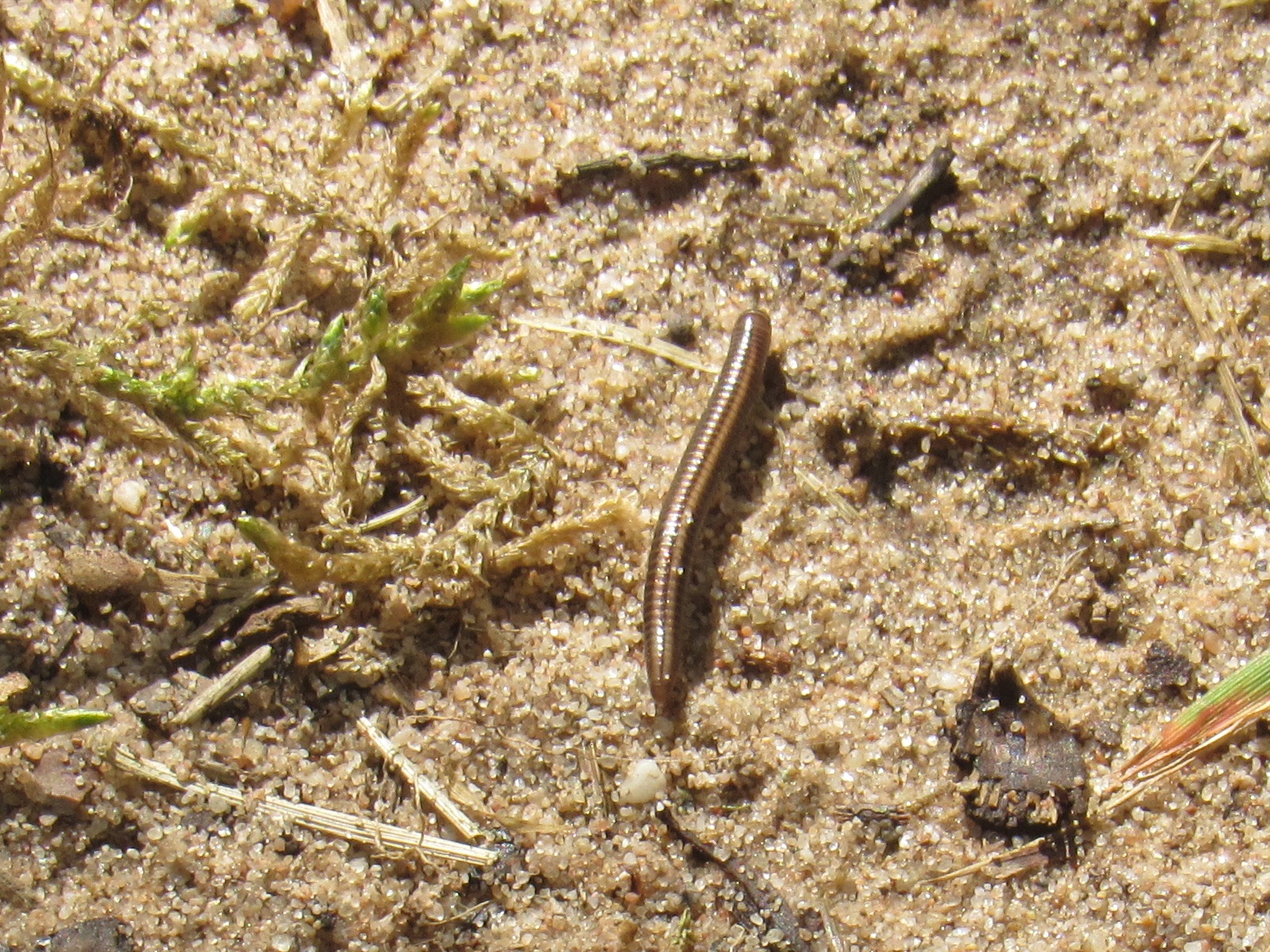 Sandschnurfüßer (Ommatoiulus sabulosus) Copyright by .