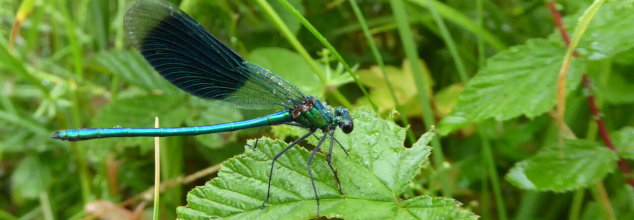 Eine Gebänderte Prachtlibelle (Calopteryx splendens). Copyright by .