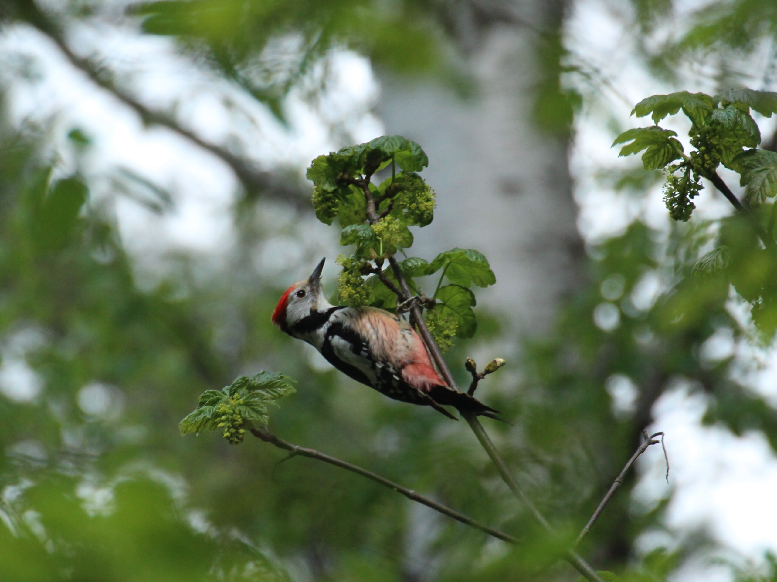 Mittelspecht (Dendrocoptes medius) Copyright by .