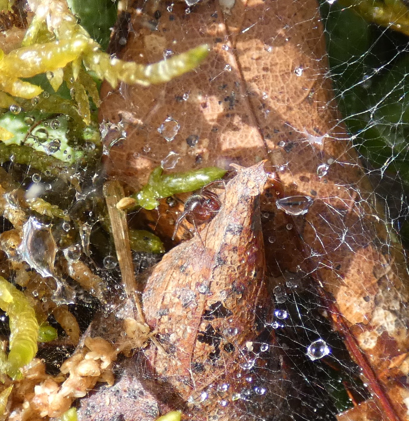 Trichternetzspinne Copyright by .