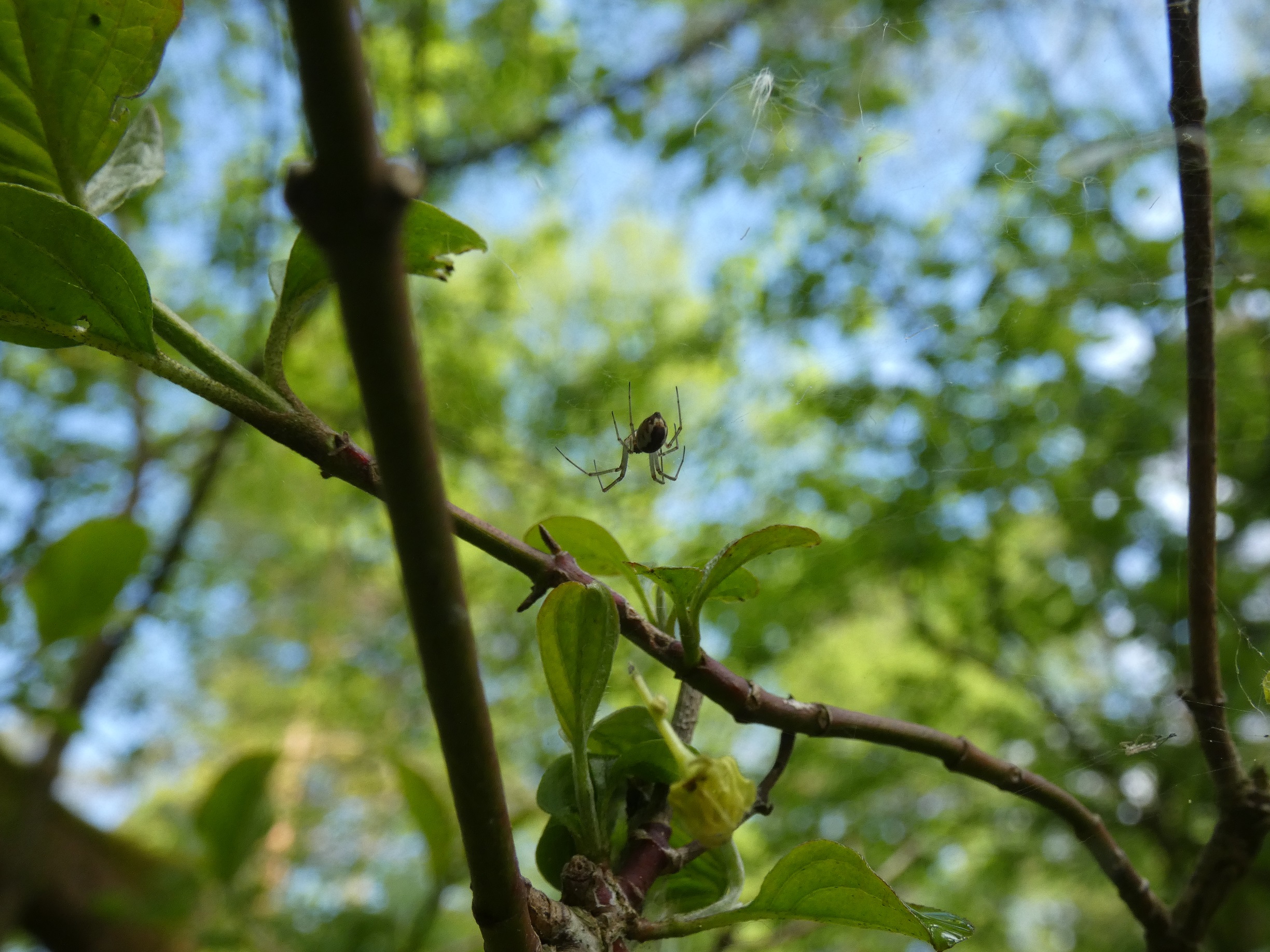 Baldachinspinne (Linyphiidae sp.) Copyright by .