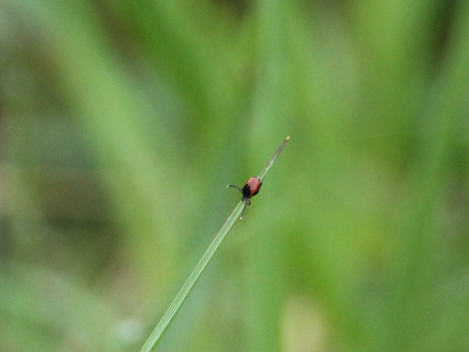 Hirschzecke (Ixodes scapularis) Copyright by .