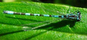 Eine Helm-Azurjungfer (Coenagrion mericuriale). Copyright by .