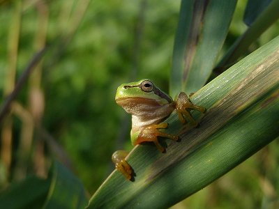  Copyright by Andrei Daniel Mihalca, CC BY-SA 3.0.