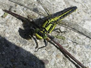Eine Gemeine Keiljungfer (Gomphus vulgatissimus). Copyright by Wikipedia.